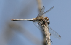 Sympetrum meridionale