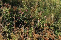 Impatiens glandulifera