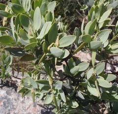 Rafnia elliptica