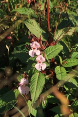 Impatiens glandulifera