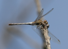 Sympetrum meridionale