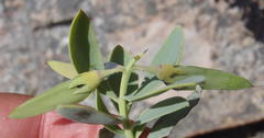 Rafnia elliptica
