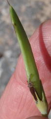 Rafnia elliptica