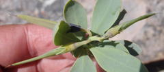 Rafnia elliptica