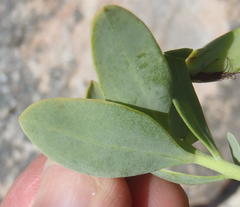 Rafnia elliptica