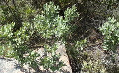 Rafnia elliptica