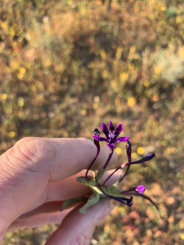 Lapeirousia violacea
