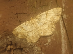 Polymixinia appositaria