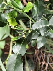 Citrus hystrix