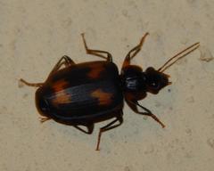 Thyreopterus flavosignatus