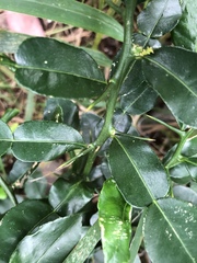 Citrus hystrix