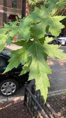 Acer saccharinum