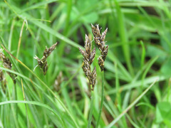 Divisae