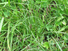 Divisae