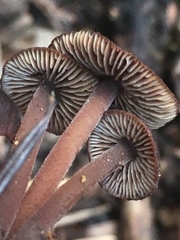 Gymnopus villosipes image