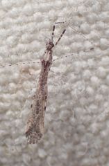 Empicoris rubromaculatus