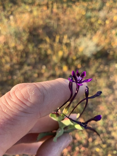 Lapeirousia violacea