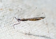 Empicoris rubromaculatus