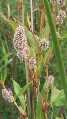 Persicaria