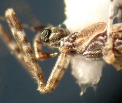 Empicoris rubromaculatus