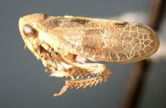 Reticopsis