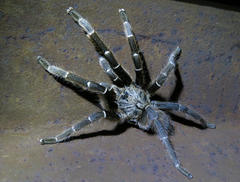 Ceratogyrus darlingi