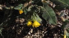 Camissoniopsis hirtella
