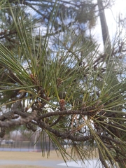 Pinus