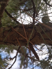 Pinus