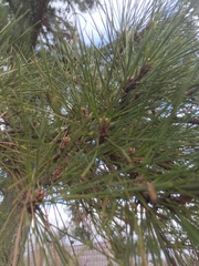 Pinus