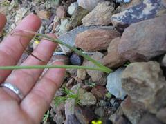 Albuca longipes
