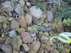 Albuca longipes