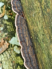 Gloeophyllum abietinum