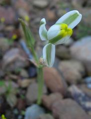 Albuca longipes