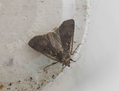 Parabagrotis