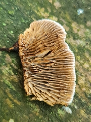 Gloeophyllum abietinum