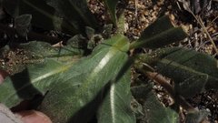 Camissoniopsis hirtella