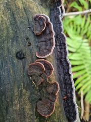 Gloeophyllum abietinum