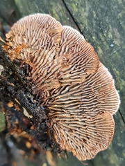 Gloeophyllum abietinum