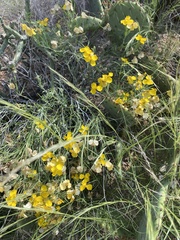 Psilostrophe cooperi