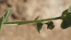 Mirabilis laevis retrorsa