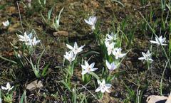 Hesperantha luticola