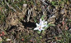 Hesperantha luticola