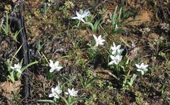 Hesperantha luticola