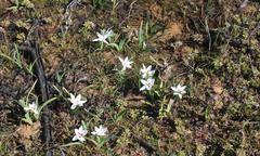 Hesperantha luticola