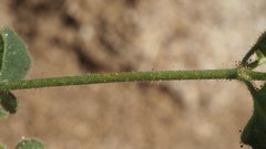 Mirabilis laevis retrorsa