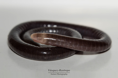 Microcaecilia pricei