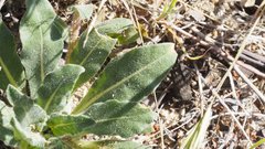 Camissoniopsis hirtella