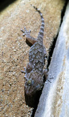 Chondrodactylus turneri