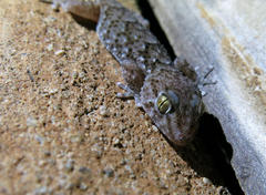 Chondrodactylus turneri